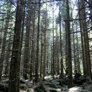 Black Forest